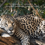 Travellers Tales: Brazil – Manaus, the Amazon and in search of jaguars in the Pantanal
