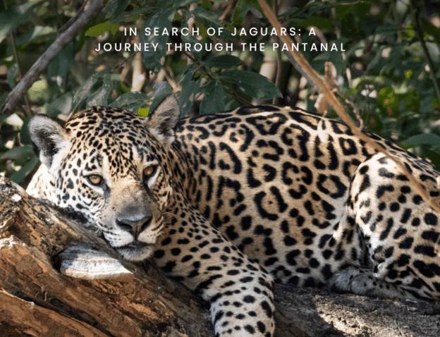 Travellers Tales: Brazil – Manaus, the Amazon and in search of jaguars in the Pantanal
